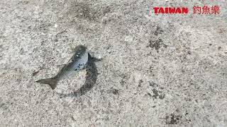 TAIWAN 釣魚樂-七月釣什麼魚？熱門釣點也有清靜的時候#臺灣釣魚#臺灣旅遊 #臺灣美食