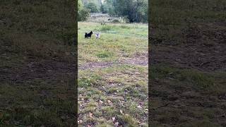 Schipperke Nana and dalmatian Lola #dog #schipperke #dalmatian #dalmatiandog #walking