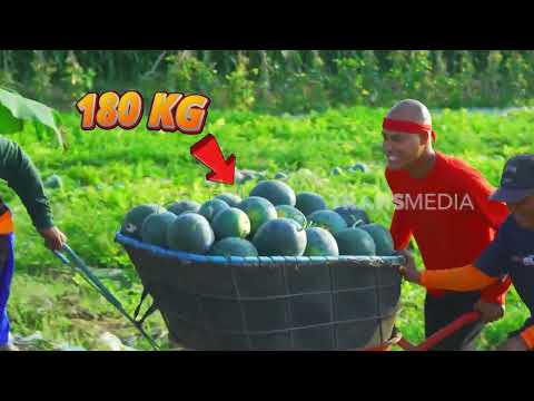 Si Botak Ikut Panen Semangka Madrid, Ditantang Angkut Semangka 180Kg | JEJAK SI GUNDUL (25/09/26) P1