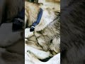 #pets #trending #cutecat #viral #viralvideo