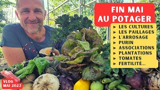 Fin mai 2023 au potager ► Cultures/paillages/purins/arrosage/associations/exposition...