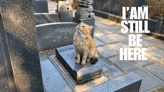 For 3 Years, This Cat Stared at His Owner's Photo on the Gravestone... Refusing to Leave
