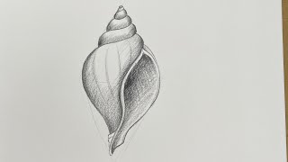 How ro draw a conch shell | Drawing for beginners