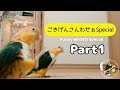 ごきげんさんわせぉSpecial!1【シロハラインコ/caique parrot】