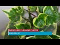 9 Houseplants that Remove Toxins from Your Indoor Air