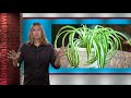 9 Houseplants that Remove Toxins from Your Indoor Air