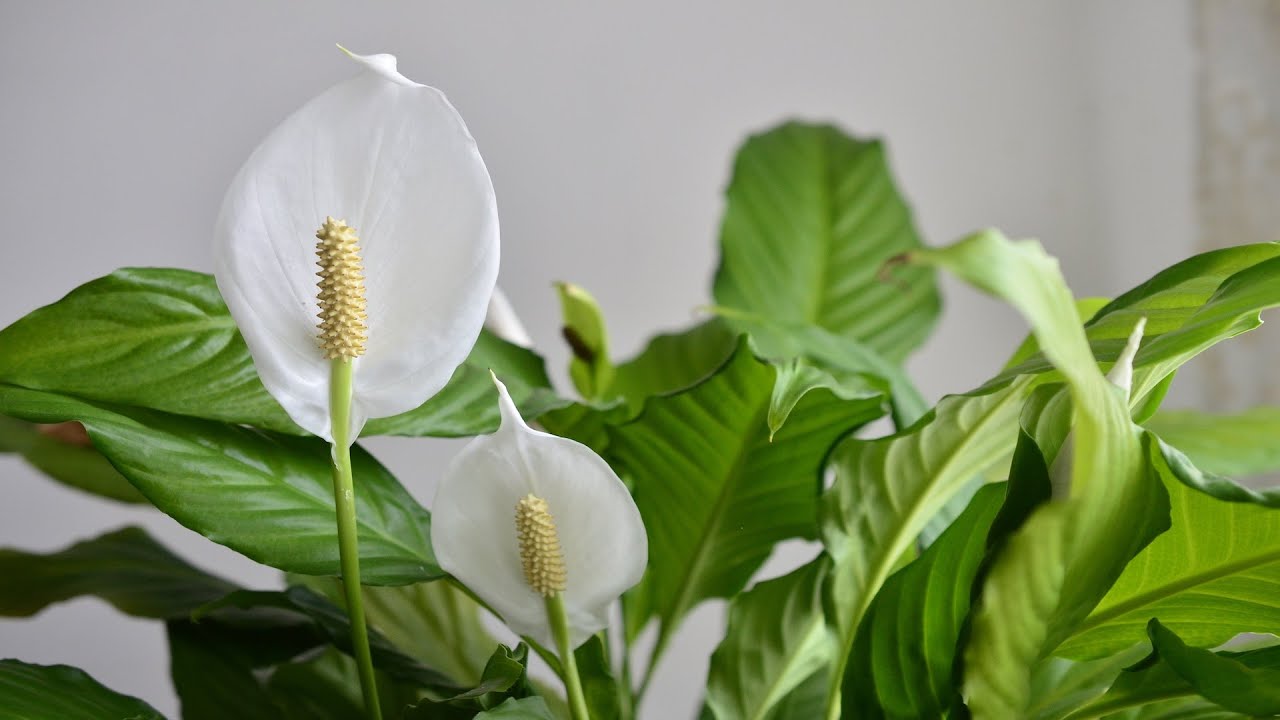 9 Houseplants that Remove Toxins from Your Indoor Air