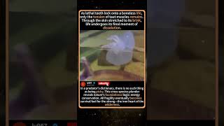 Unbelievable! A Snake Swallowing a JELLYFISH?! 🐍👾#SnakeEating #animals #funny#fyp #Jellyfish