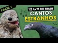 12 AVES do Brasil com CANTOS ESTRANHOS | Pássaros brasileiros com vocalização estranha ou diferente