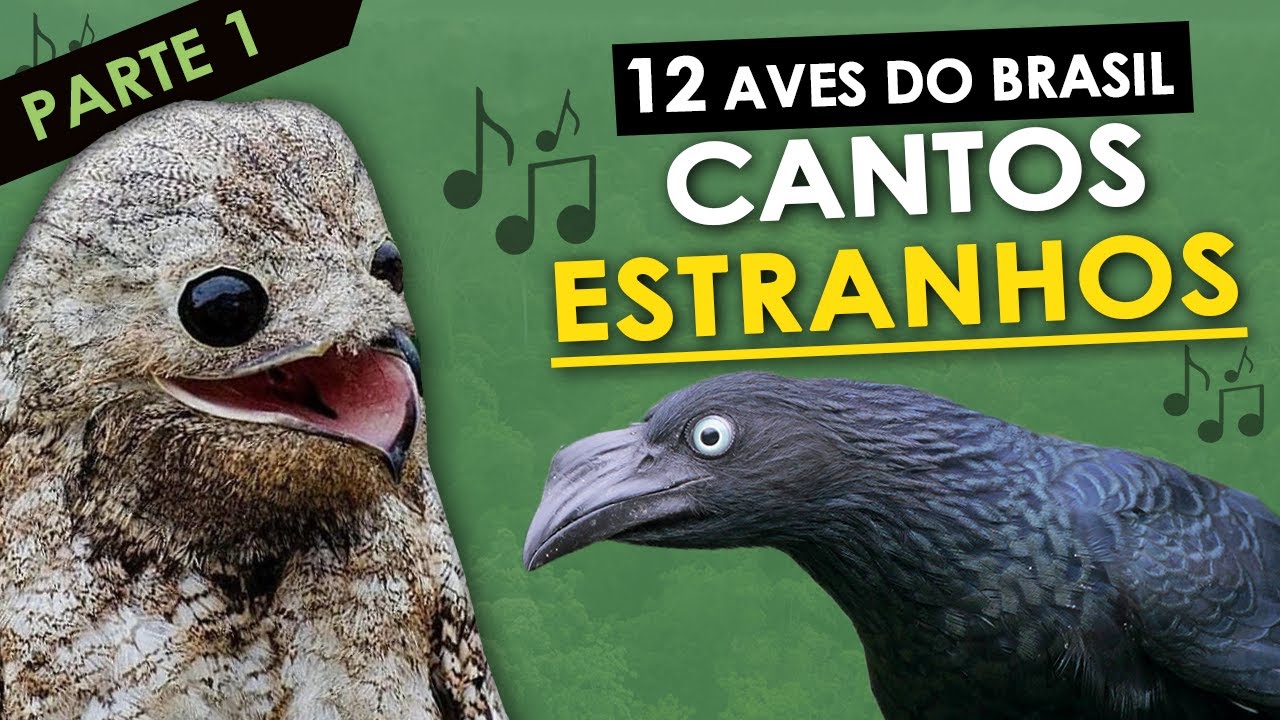 12 AVES do Brasil com CANTOS ESTRANHOS | Pássaros brasileiros com vocalização estranha ou diferente