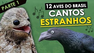 12 AVES do Brasil com CANTOS ESTRANHOS #1 | Pássaros com vocalização estranha ou diferente screenshot 2