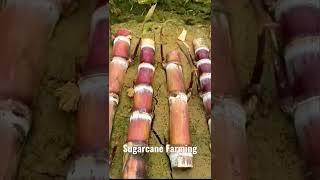 SUGARCANE FARMING TECHNIQUES #satisfying #shorts #farming