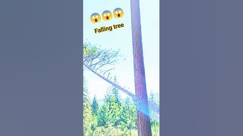 tree cutting skill chainsaw #wood #treecutting #fall #woodworking #shortsfeed #shorts #treefelling