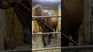 The huge cow of Fakir Banu Bhaban.