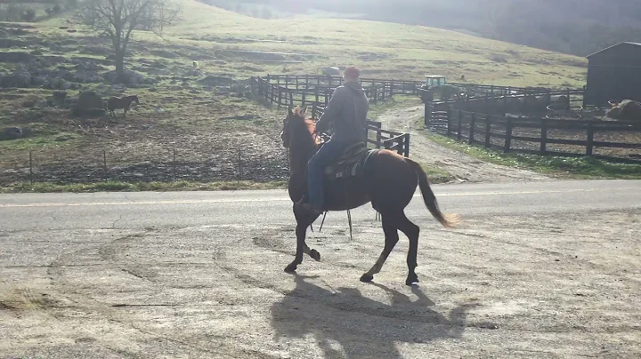 Sold 246- sorrel QH gelding