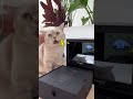 当会说话的猫猫收到中秋节礼物 #阿咪 #夏日萌友季