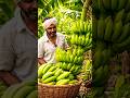 केले की खेती। harvesting technique#storytellingwithai#storytellingyoutubeshorts#facts#shortsfeed
