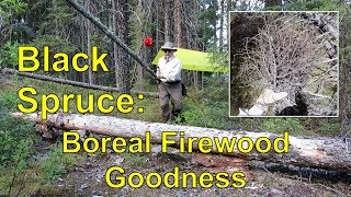 Black Spruce Harvest - Pt 6, Solo Canoe Trip, June 2019