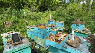 Honey Harvest May 2024 my #2 Apiary