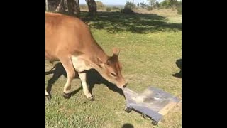 Pet Cow Excited over Furniture Dolly || ViralHog