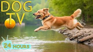 DOG TV for Dogs to Watch: Best Video All-Day Entertain for Dogs No Bored Home Alone - Music for Dogs screenshot 5