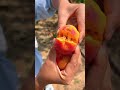 Satisfyingly Sweet Apricot Harvest! 🍑✨ #Shorts
