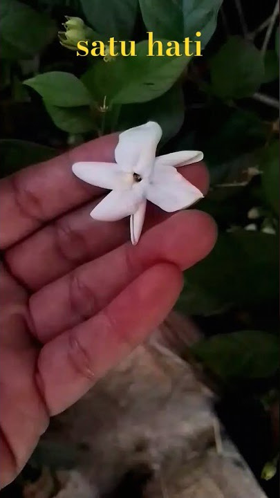 Satu hati  #dewa19 #lagujadul #hitsongs