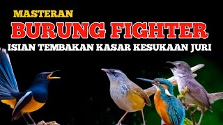 Burung Auto Juara! Masteran Fighter Isian Tembakan Kasar Favorit Juri