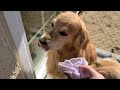 Golden Retrievers Meet Baby Sister | Oshies World