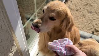Golden Retrievers Meet Baby Sister | Oshies World by Oshies World 32,215 views 1 year ago 6 minutes, 10 seconds