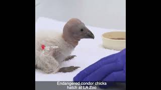 Endangered condor chicks hatch at LA Zoo #shorts