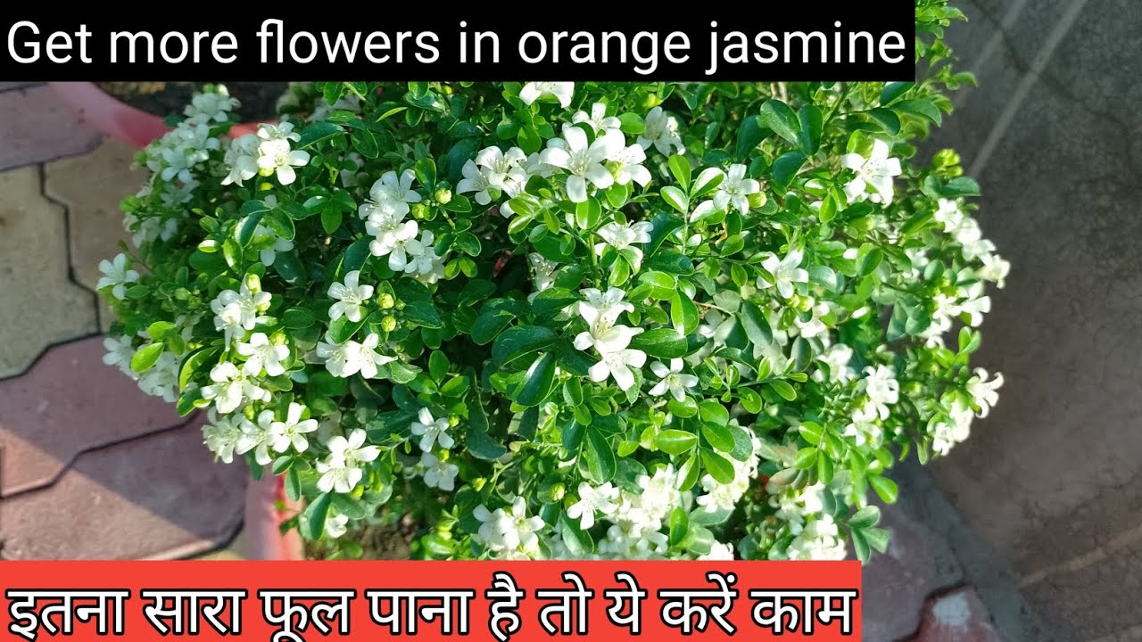 Orange jasmine plant care||Get more flowers in orange jasmine||Kamini plant care||orange jasmine