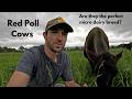 Red Poll Cows — The Perfect Breed For a Regenerative Micro Dairy?