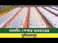 মালচিং পেপার ব্যবহারের সুবিধা | মালচিং পদ্ধতিতে চাষাবাদ | মালচিং পদ্ধতিতে মরিচ চাষ | Mulching Paper