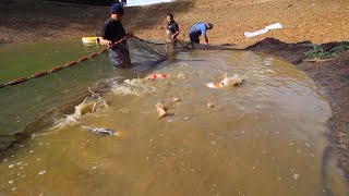 #6 A SPECIAL DAY! |  KOI HARVEST TIME PART 2
