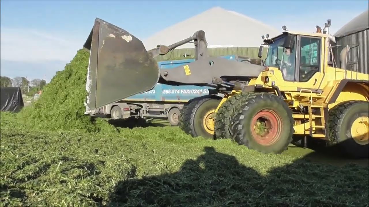 Grünroggen -, Grasernte 2023 - mähen \u0026 schwaden Traktor Fendt, Case mit Kuhn - Landwirtschaft farmer