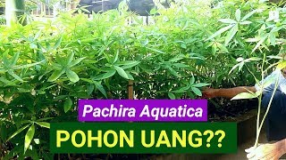 Mengenal Pohon Uang ~ Pachira Aquatica
