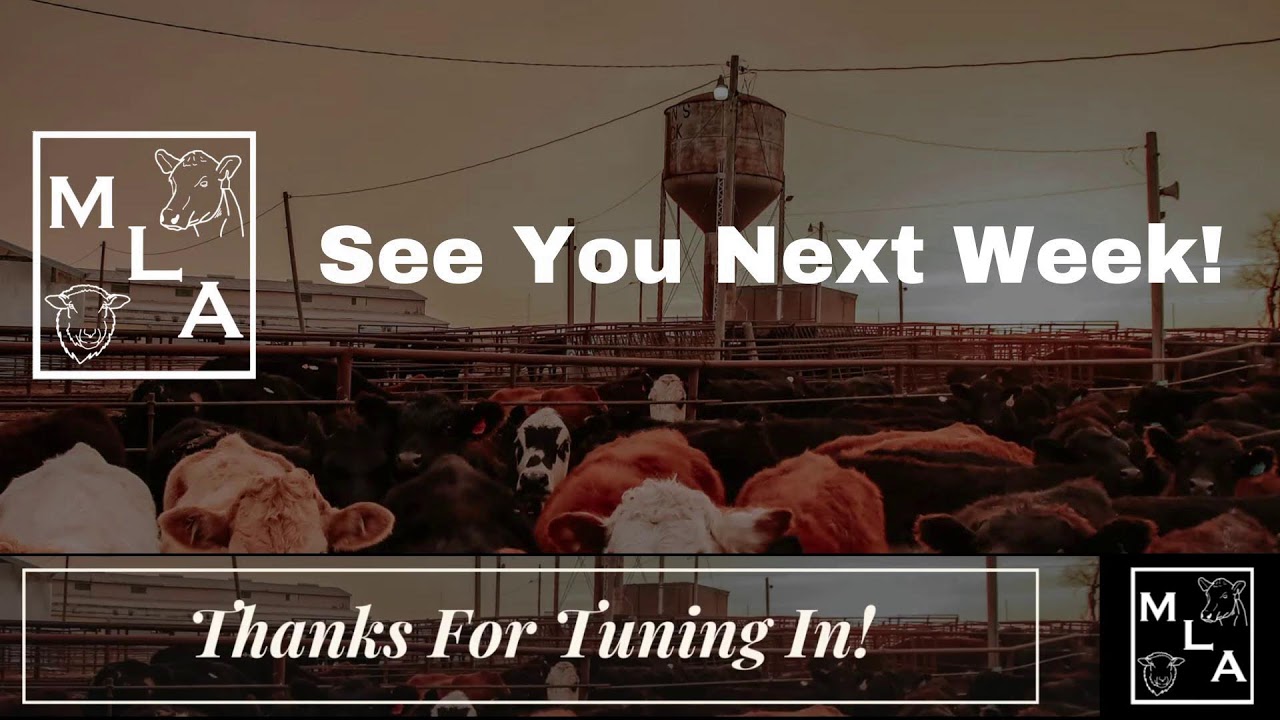 North Missouri Weekly Cattle Trade | Maryville Livestock Auction | Jan 22, 2026