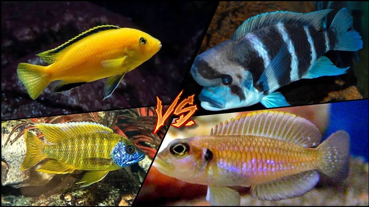 MALAWI VS TANGANYIKA, QUAL A MELHOR ESCOLHA?