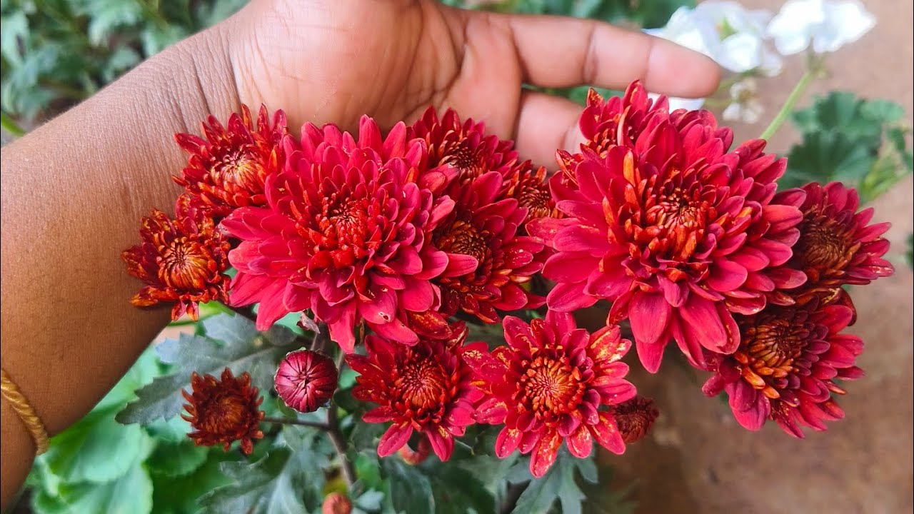 ഒരു ലോഡ് ചെടികൾ എത്തിട്ടുണ്ട്| കൈനിറയെ വാങ്ങാം🥰🏵️