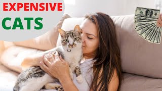 These Are The 10 Most Expensive Cat Breeds In The World | Cat Lovers by Animal Tube 144 views 2 years ago 6 minutes, 55 seconds