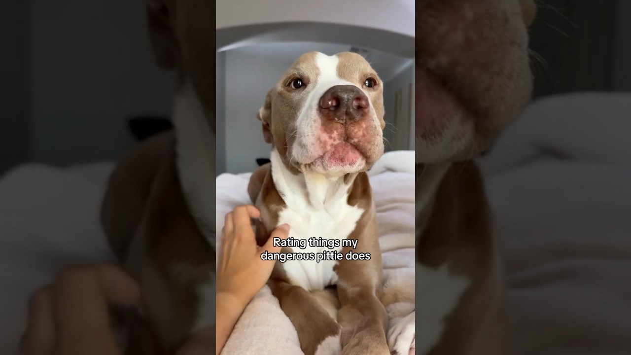 Rating things my dangerous dog does 🫣 