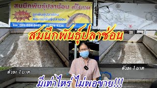 สมนึกพันธุ์ปลาช่อน !!! ลูกปลาช่อนตัวละบาท มีเท่าไหร่ ไม่พอขาย!!!