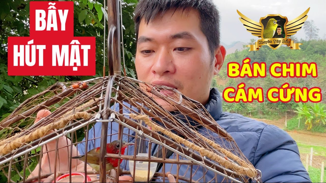 Bẫy Cả Đàn Hút Mật Xác Pháo - Bán Oanh CĐ Và Hút Mật Cám Cứng Giá Tốt - Bird Trap