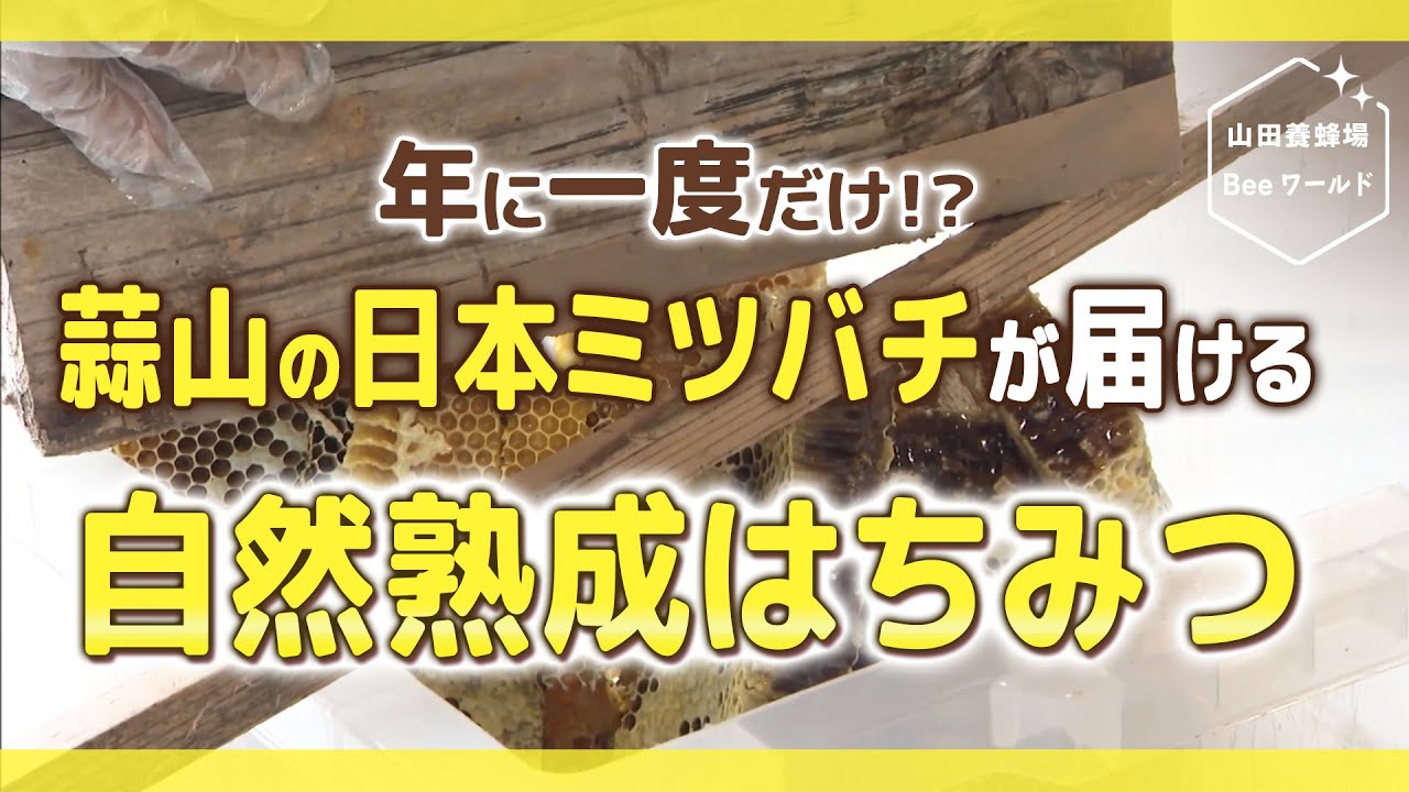 年に一度だけ？！岡山で採れる日本ミツバチの自然熟成はちみつ【山田