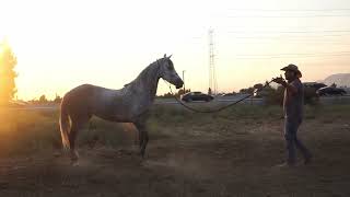 (2/5)Como controlar y domar un caballo inquieto!! INICIANDO RIENDA!!! DIA DOS COMO DESSENSIVILISAR !