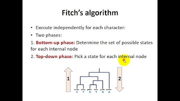 Character Based Methods: Small parsimony (fitch method)