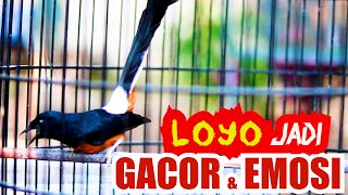 Pancingan Murai batu Gacor Nembak, Ampuh Naikkan Emosi Murai batu Malas Bunyi Cepat Gacor