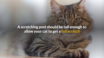 amazonbasics cat activity tree with scratching posts review