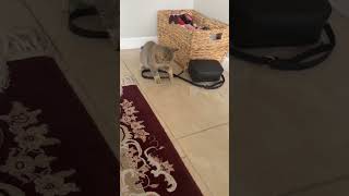 Httpsyoutubeuxvybulubv8si8t8ur3cpvw1czuq7